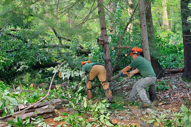 The Steps Involved in Our Tree Care Process in Erda, UT